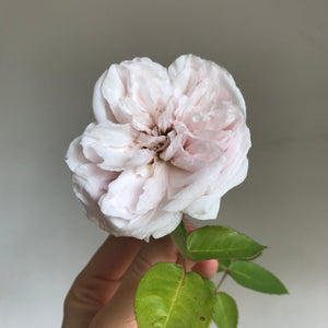 'Souvenir de la Malmaison' Rose