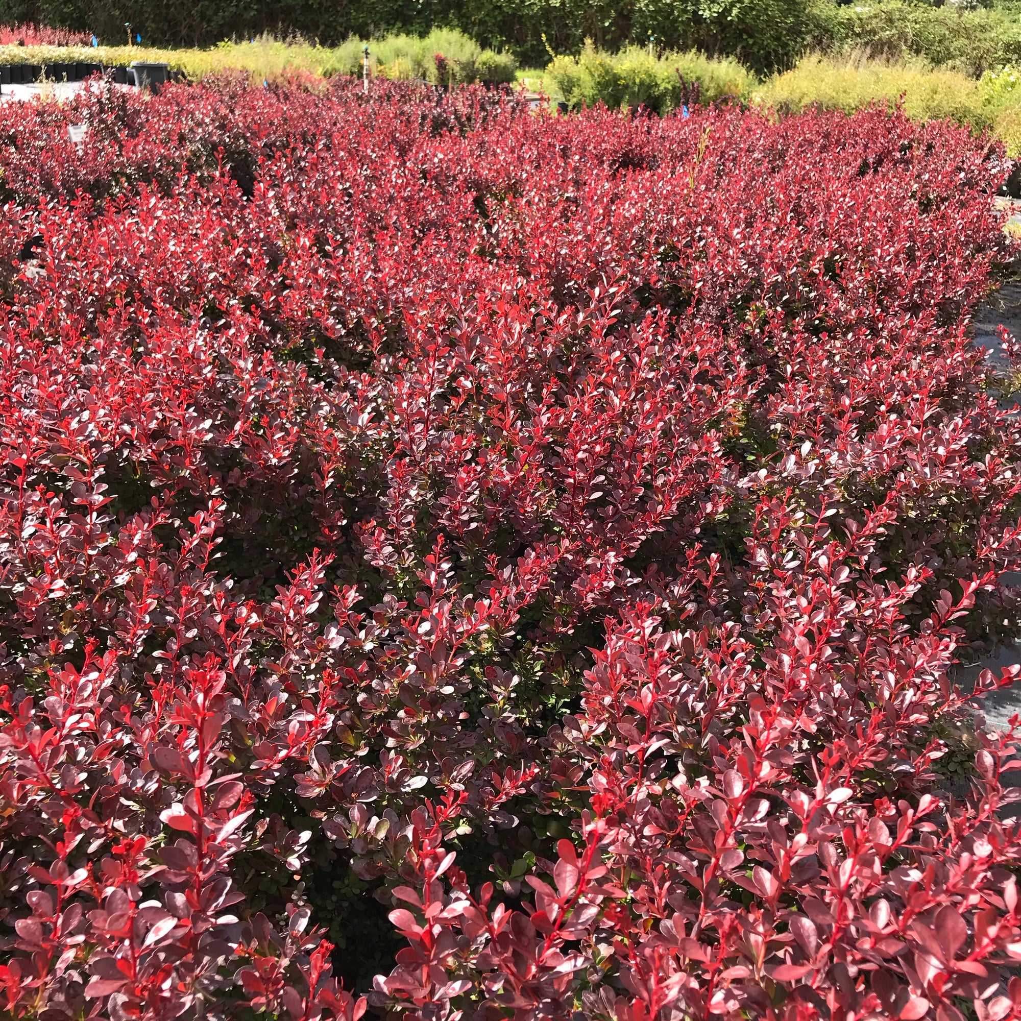 Barberry Bushes