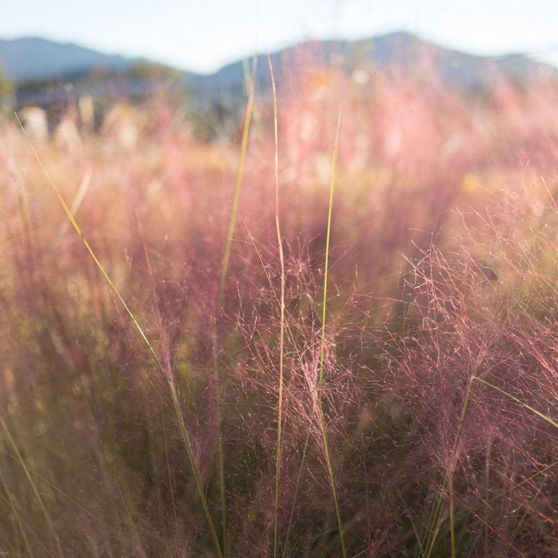 Ornamental Grasses