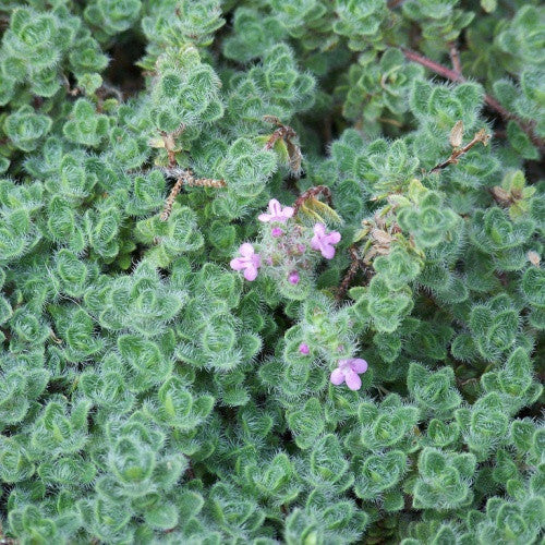 Ground Covers