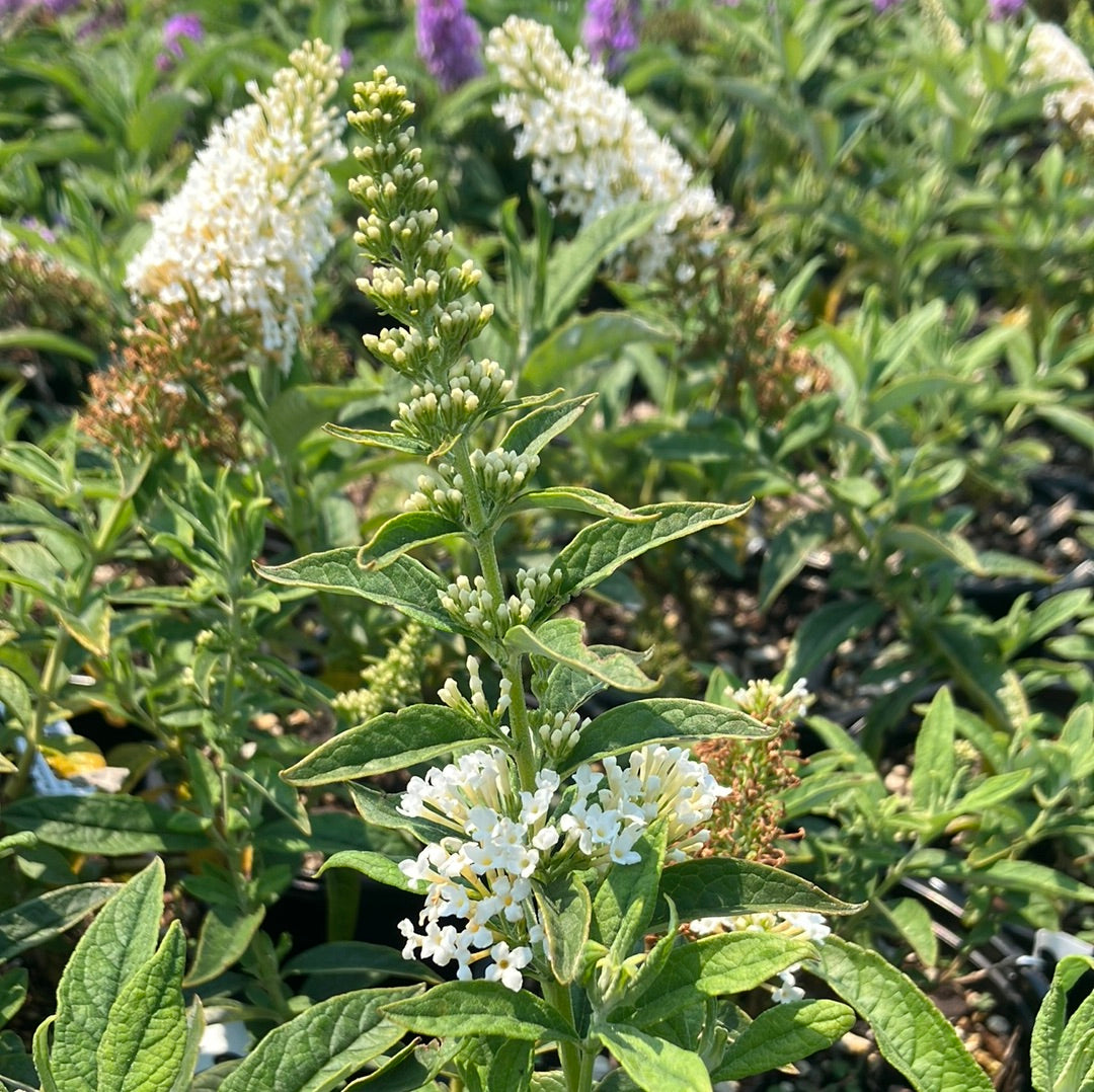 Pugster White® Butterfly Bush