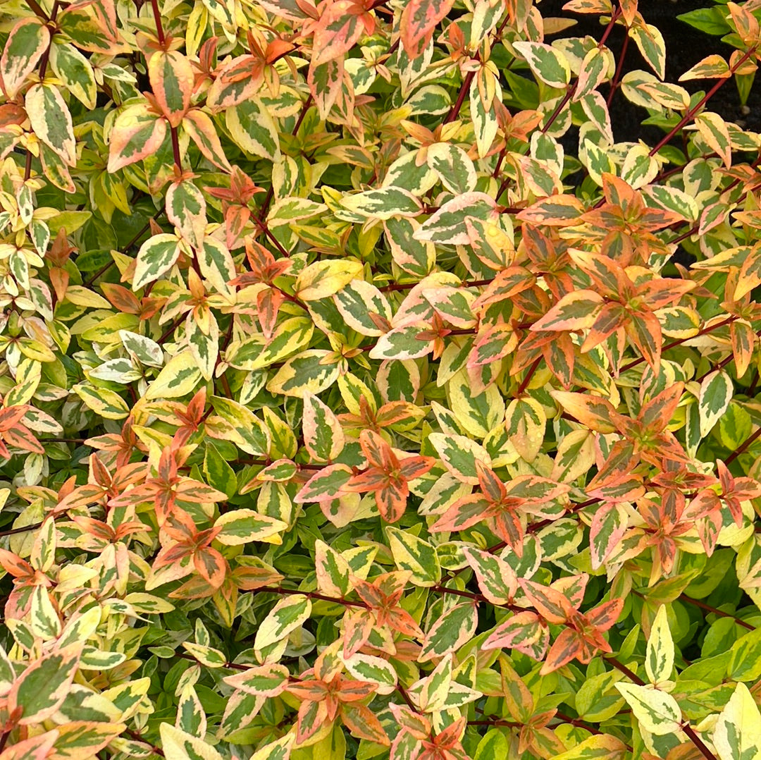 Abelia ‘Kaleidoscope’