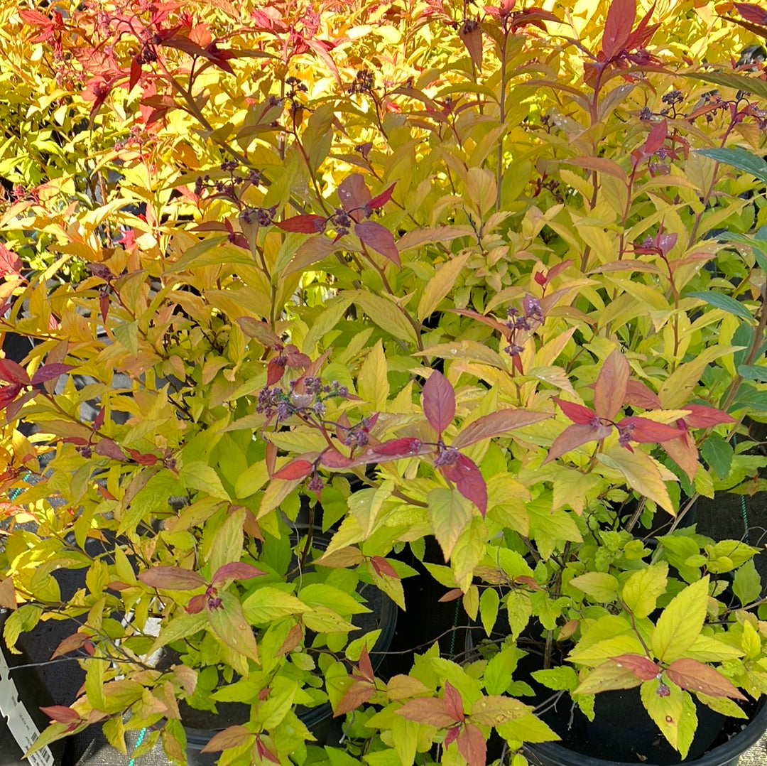 Spirea &#39;Gold Flame&#39;