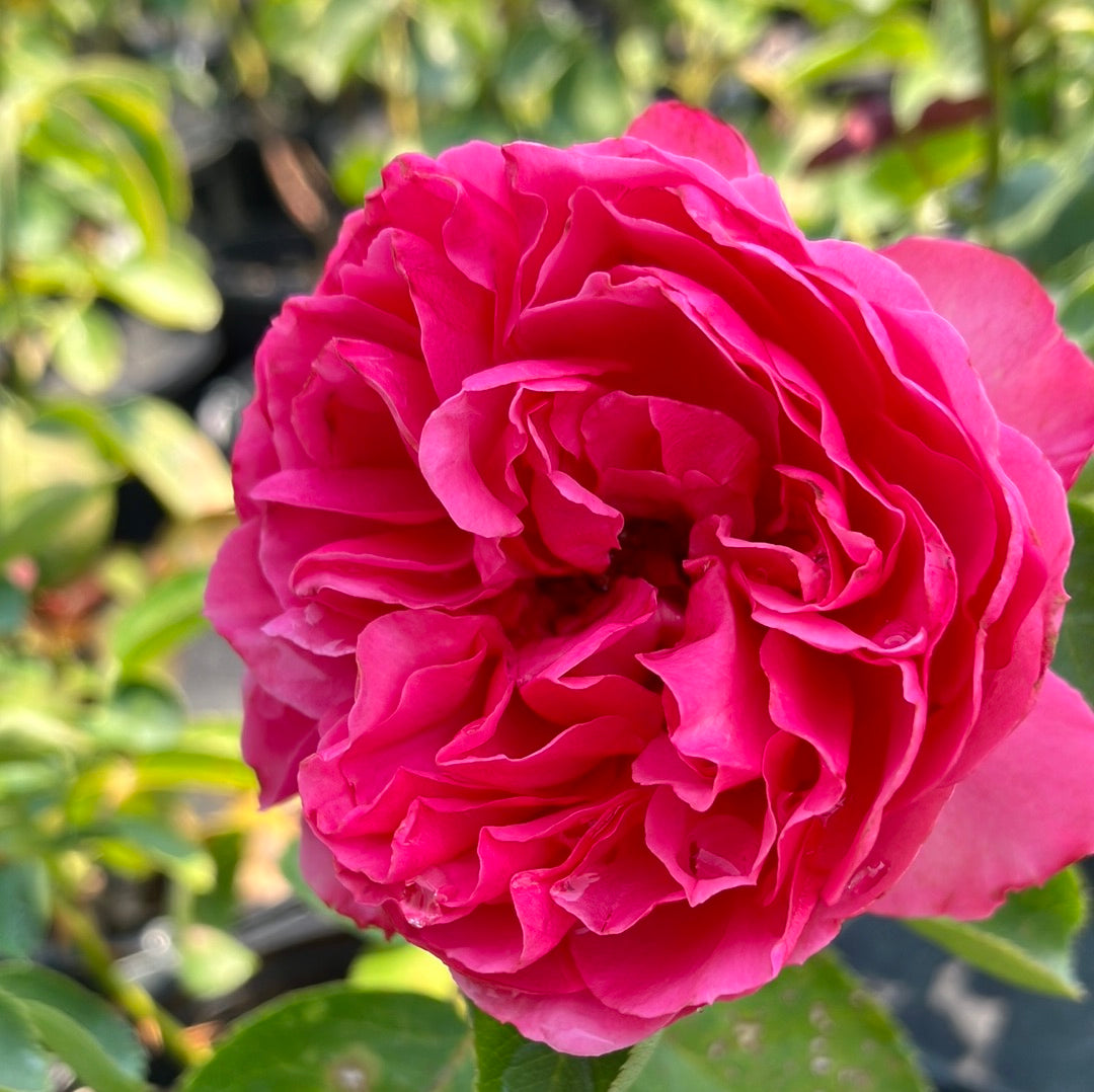 Pink Traviata® Rose