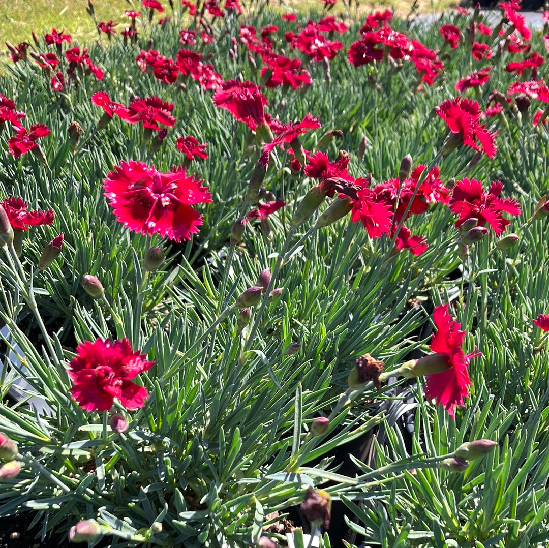 Dianthus 'Fire Star'