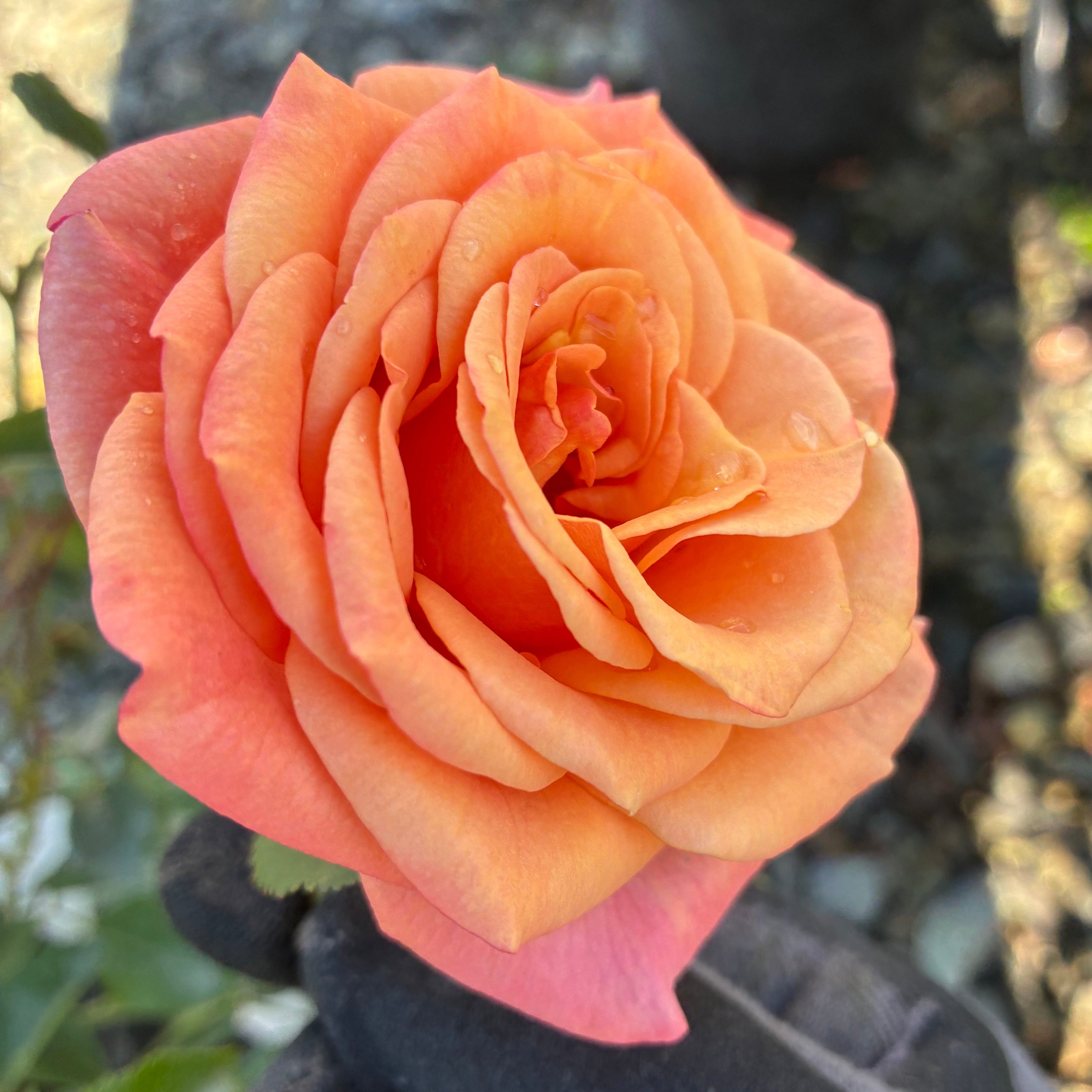 Sunbelt® Crazy Love™ Rose