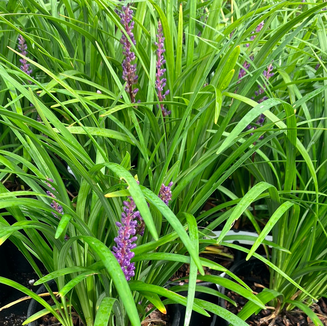 Liriope ‘Super Blue’