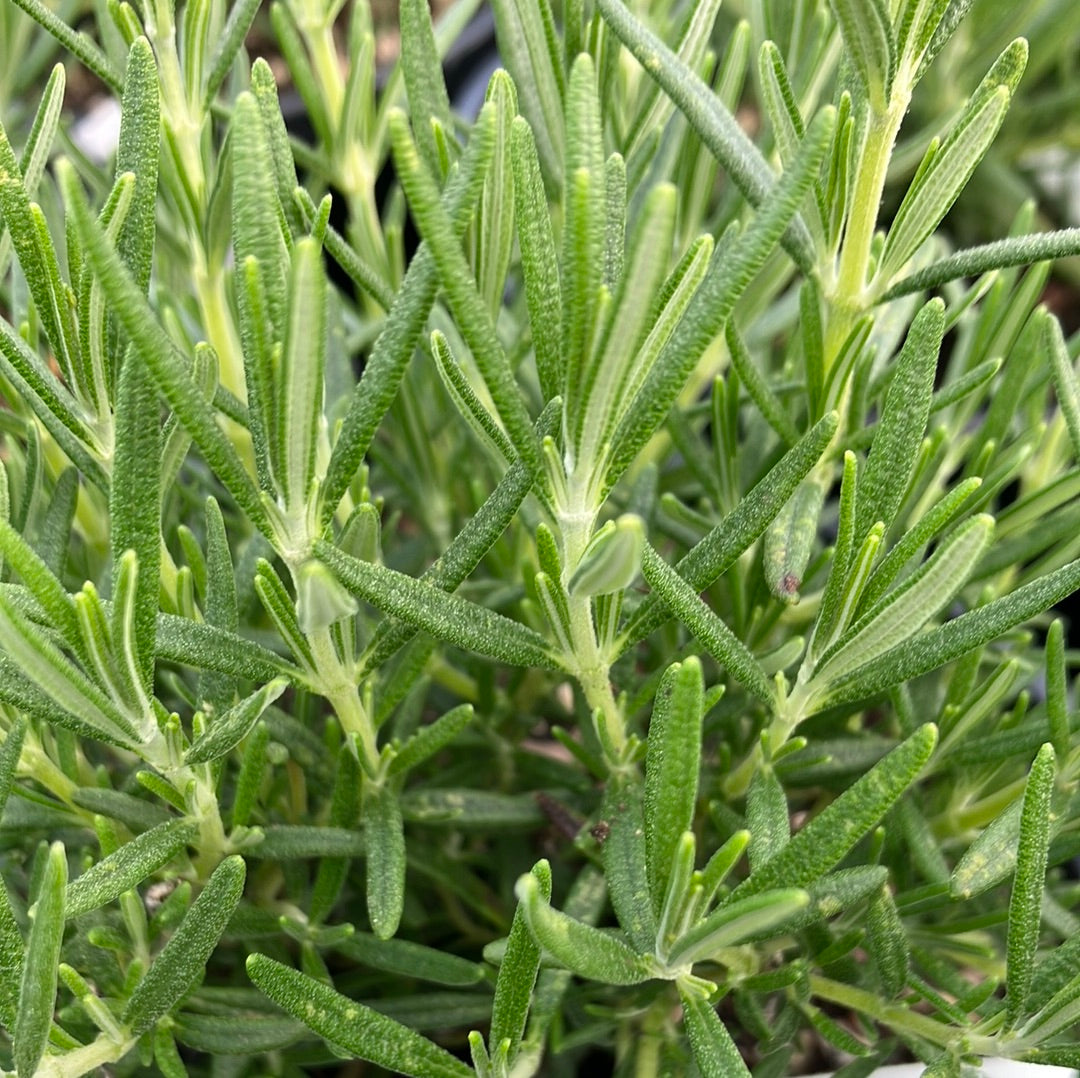 Rosemary ‘Huntington Carpet’ for Sale Online - The Greenhouse