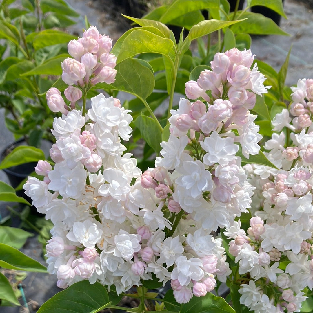 Beauty of Moscow Lilac - The Greenhouse