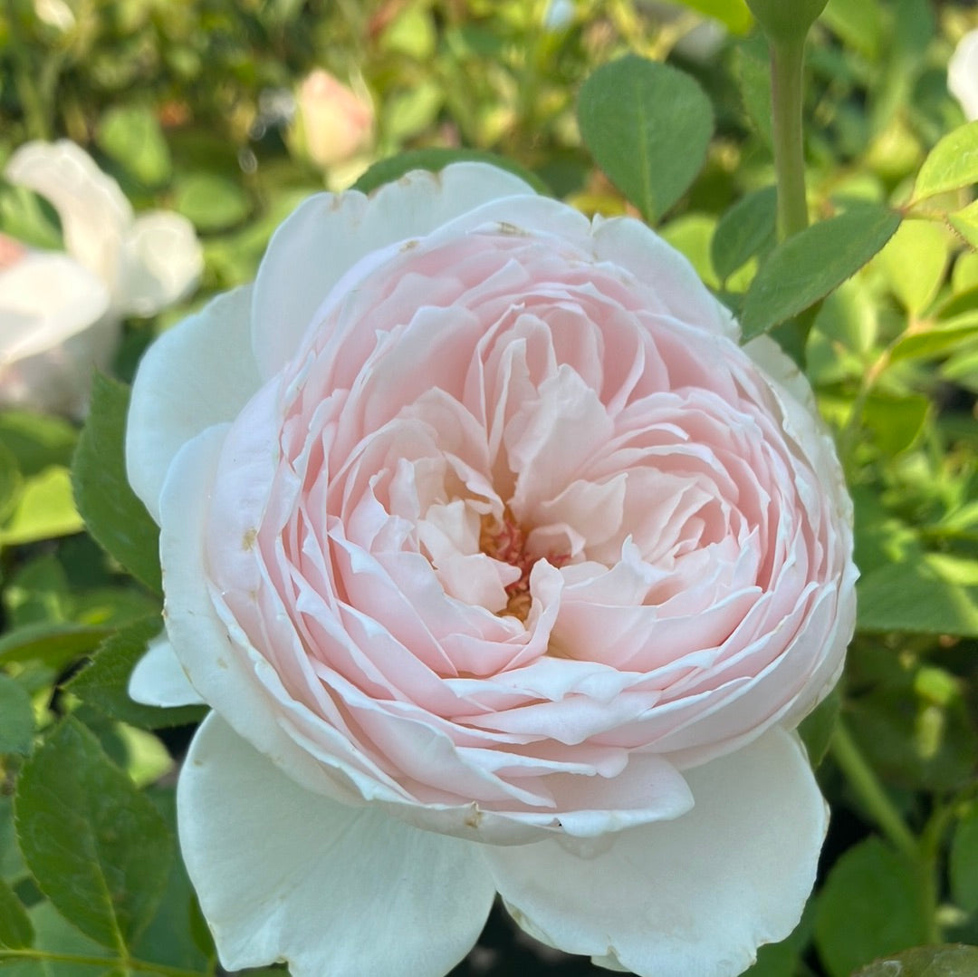 earth angel rose seeds Earth Angel Parfuma® Rose