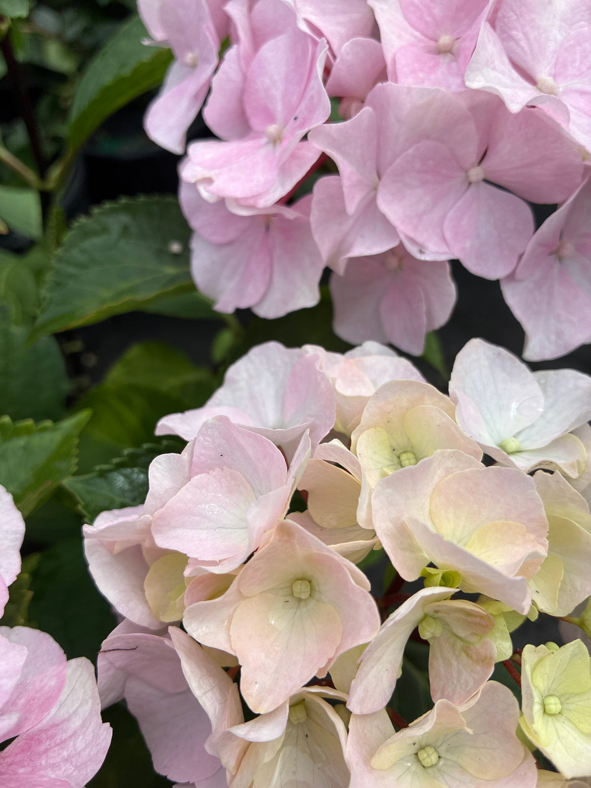 Hydrangea Onyx™ Flamingo