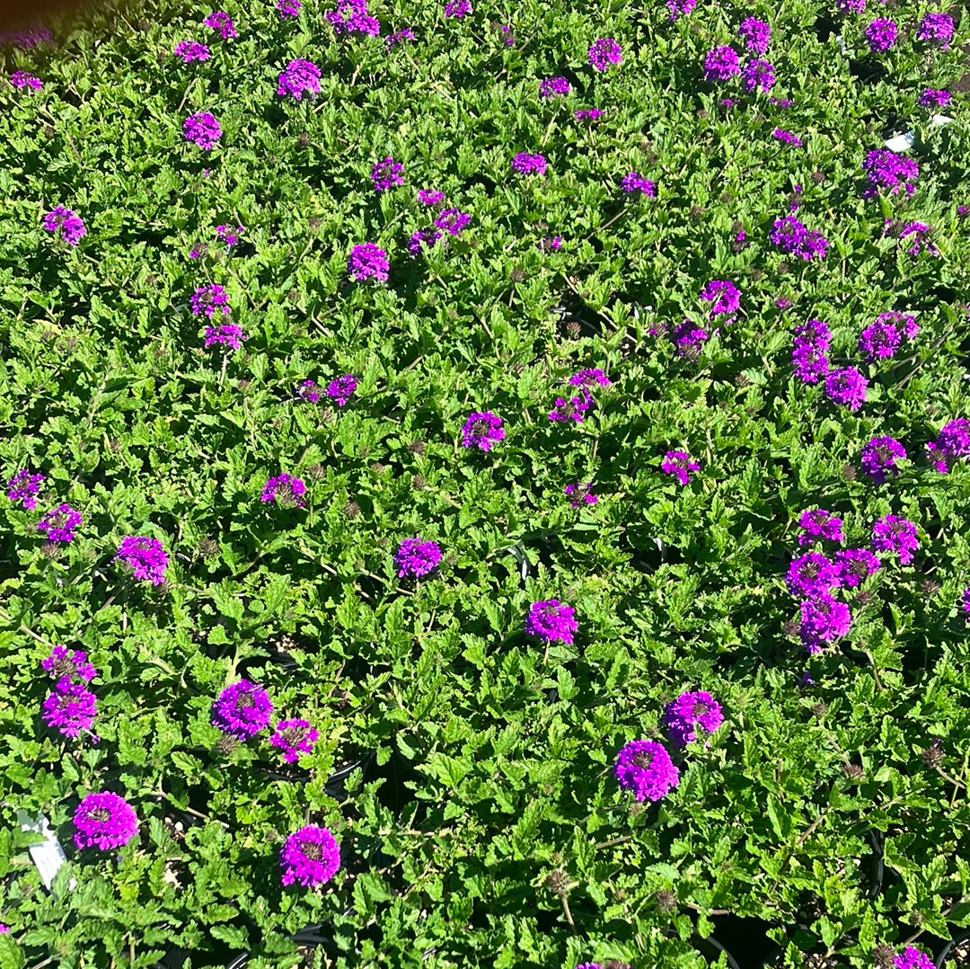 Verbena &#39;Homestead Purple&#39;
