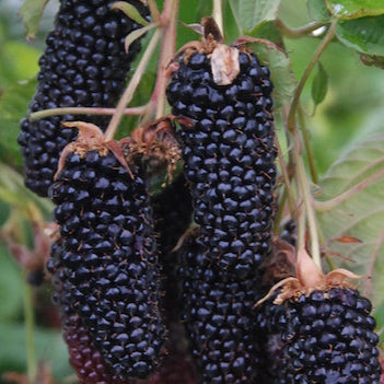 Columbia Giant Blackberry