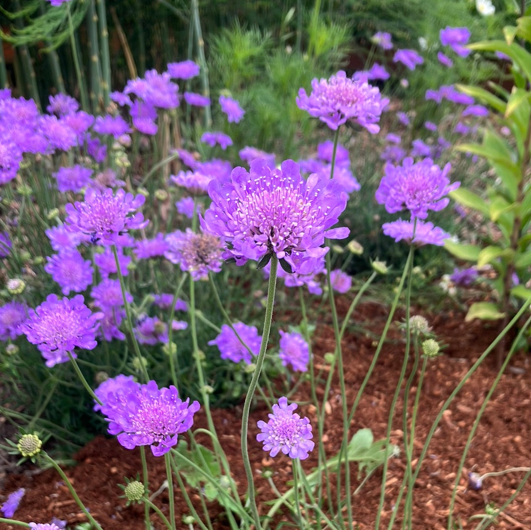 Butterfly Blue Pincushion Flower (Scabiosa)