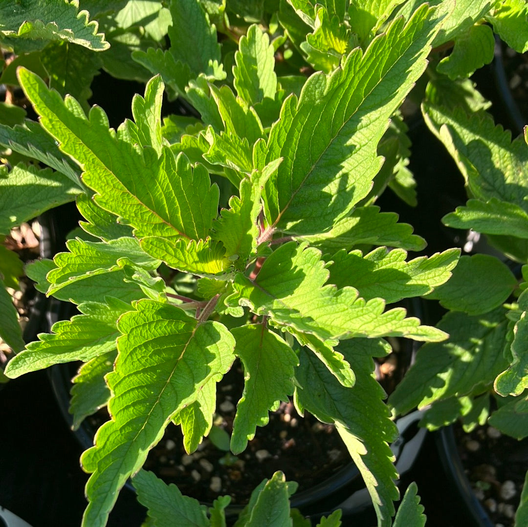 Beyond Pink'd® Bluebeard