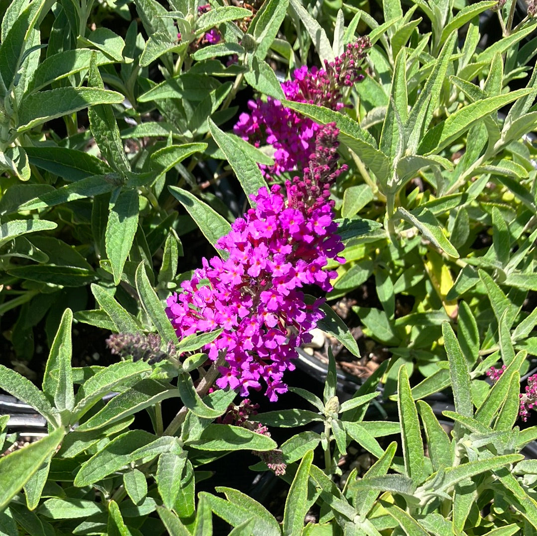 Butterfly Bush ‘Buzz Magenta’