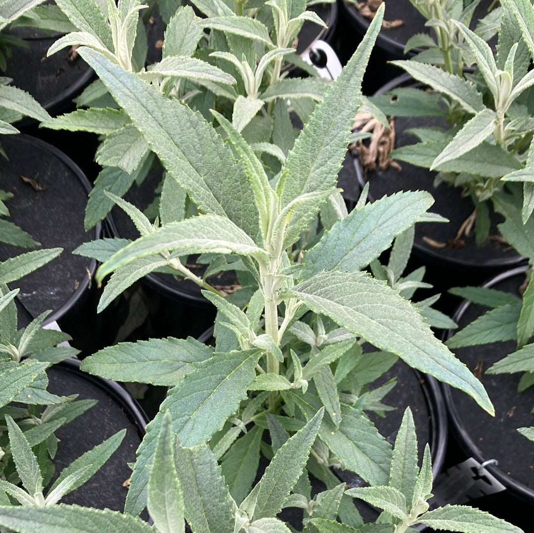 Butterfly Bush &#39;Buzz™ Sky Blue&#39;