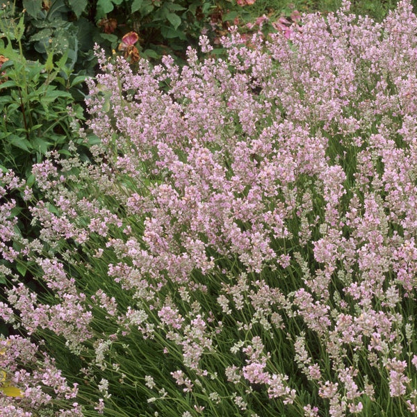 pink lavender plant English Lavender 'Rosea'