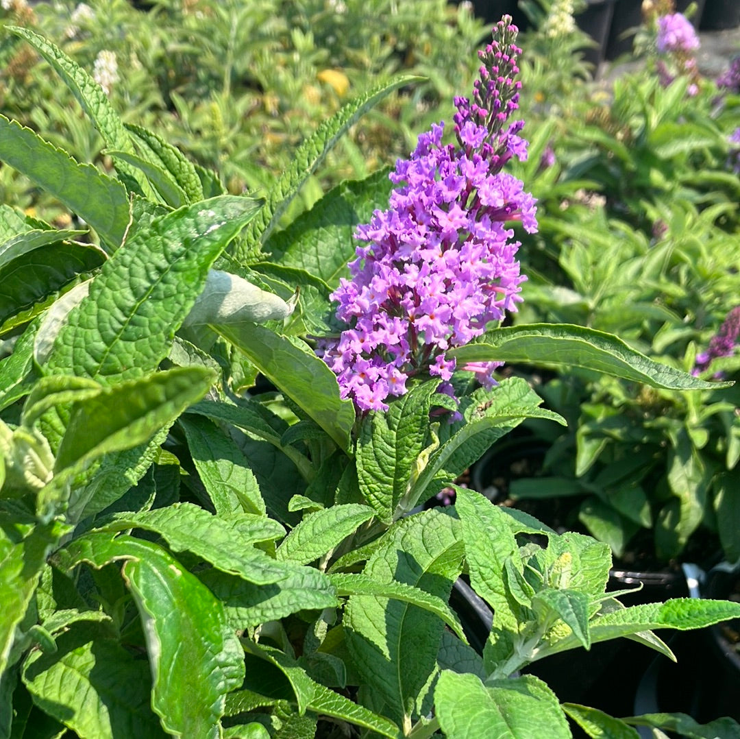 Pugster® Amethyst Butterfly Bush