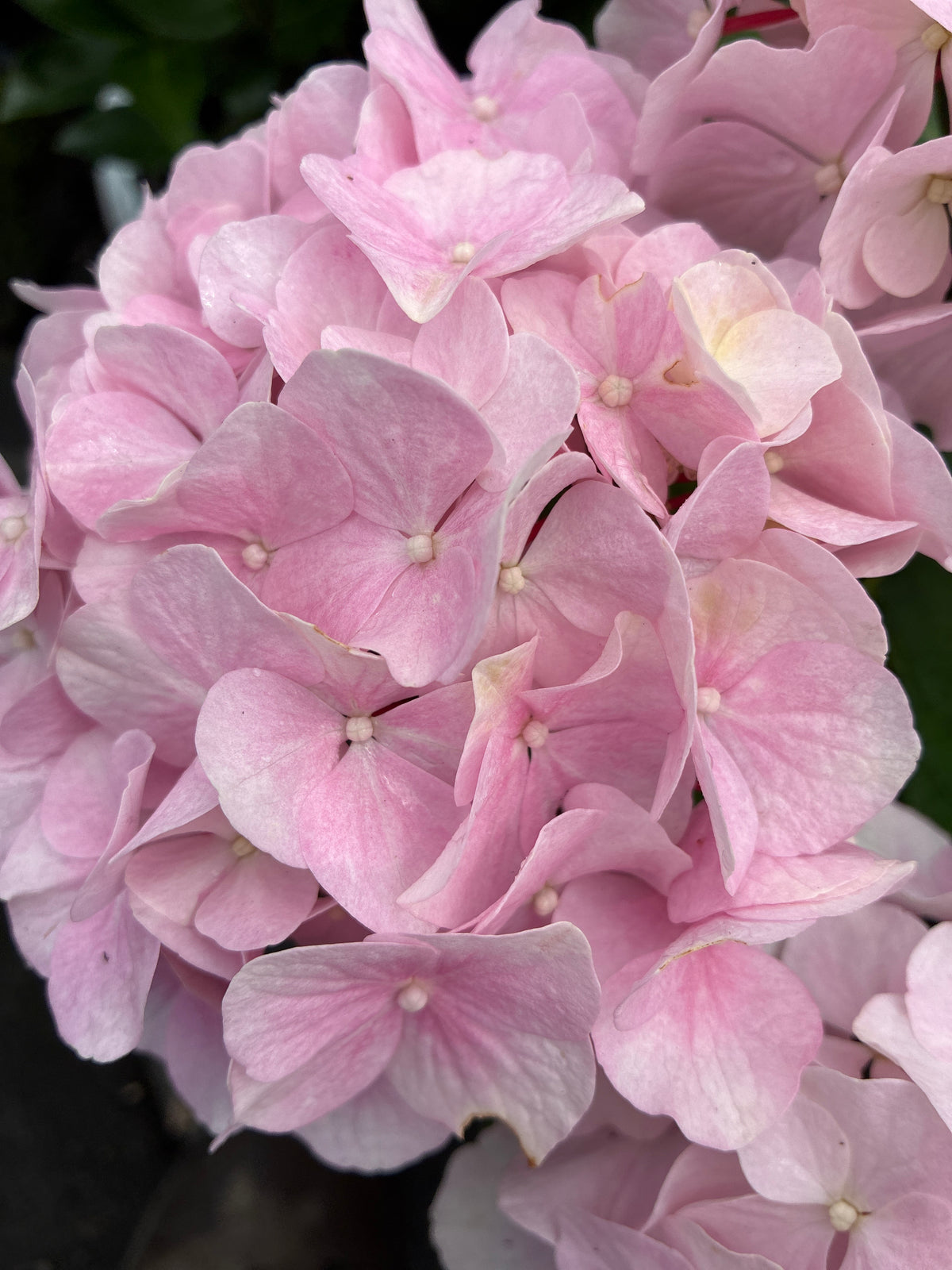 Hydrangea Onyx™ Flamingo