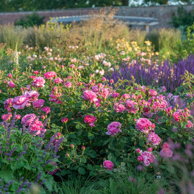 Princess Alexandra of Kent Rose (Bare Root)