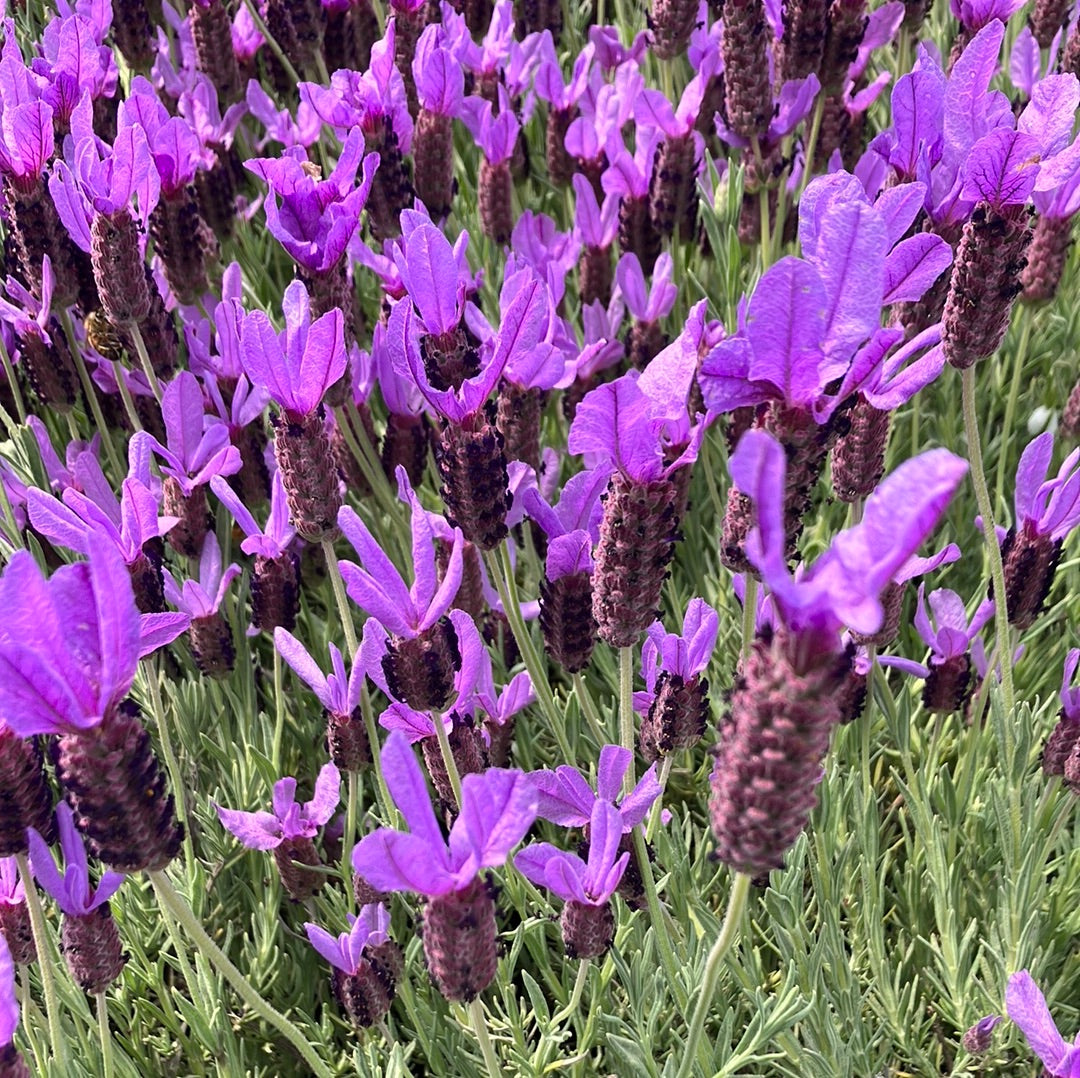 otto quast lavender plant Spanish Lavender 'Otto Quast'