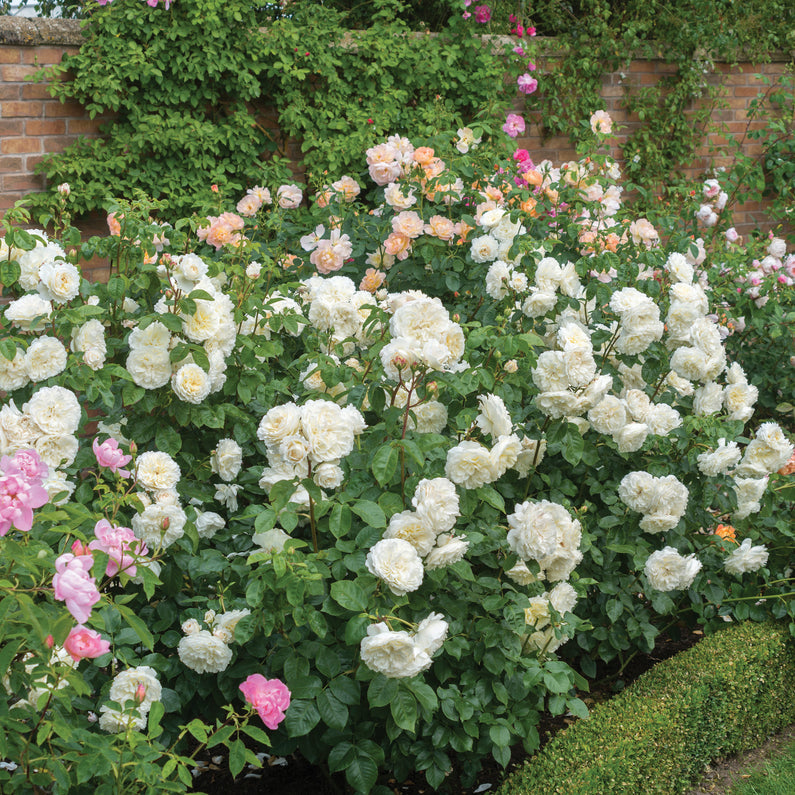 Tranquility Rose (Bare Root)