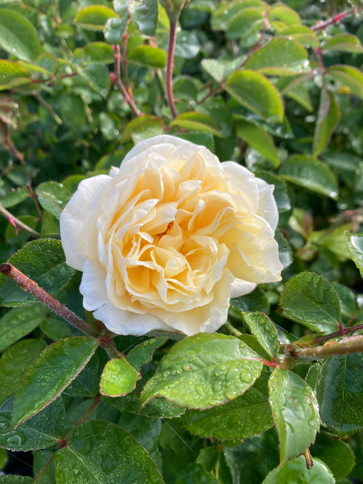 Moonlight Romantica® Rose