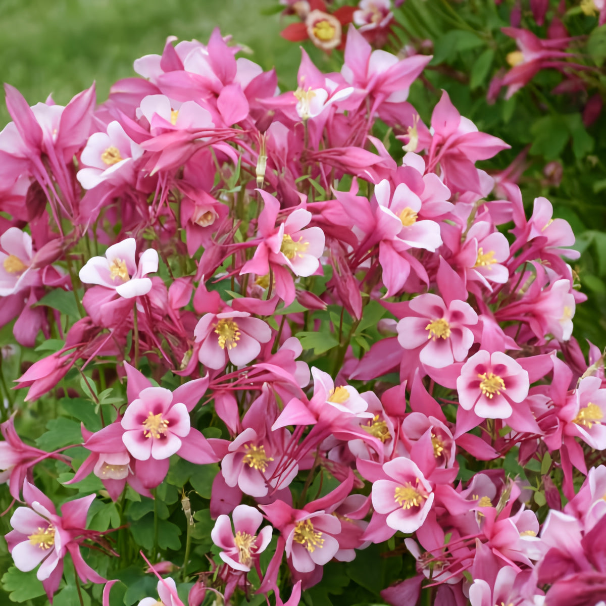 Kirigami Rose &amp; Pink Columbine