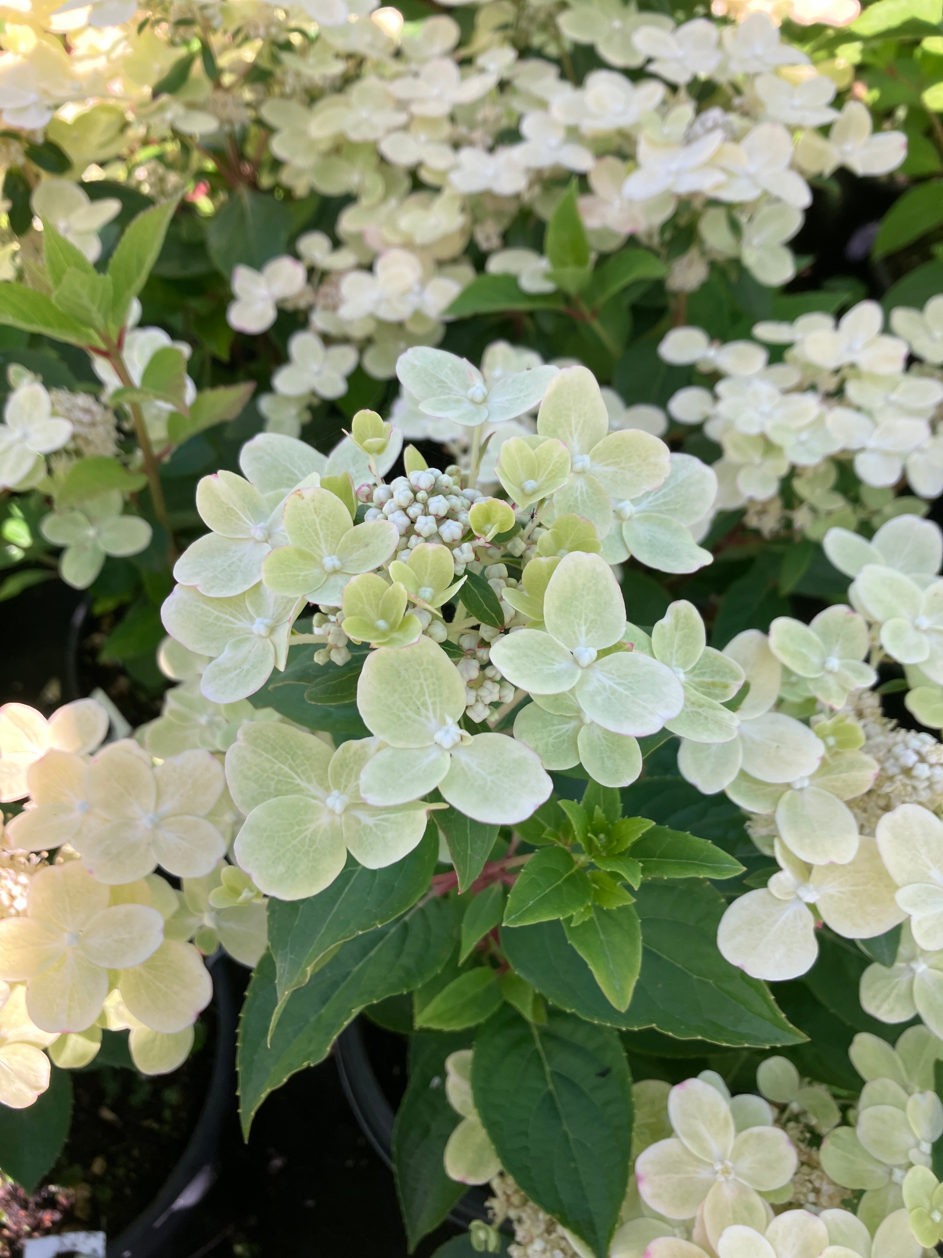 Early Evolution Panicle Hydrangea
