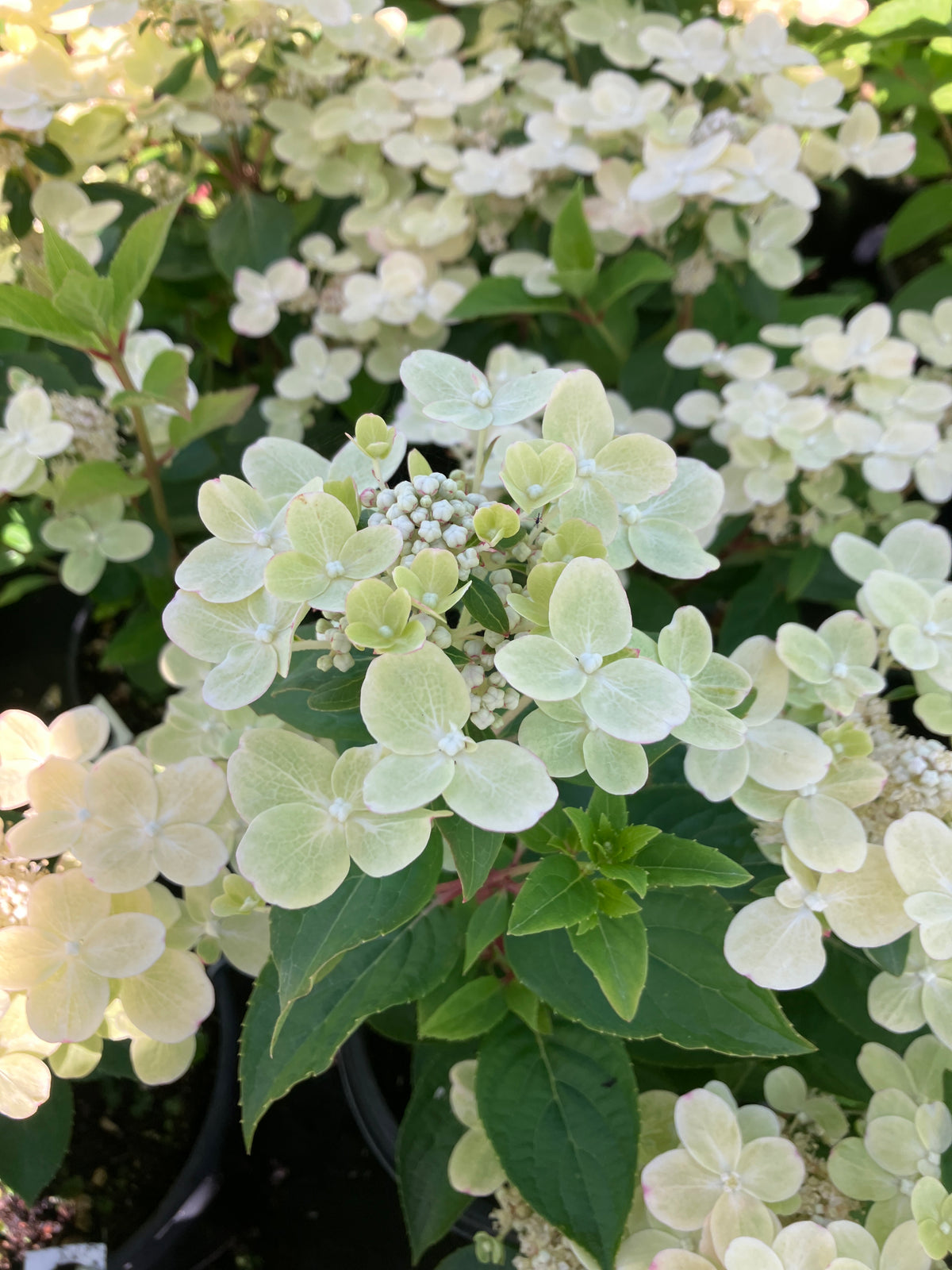 Early Evolution Panicle Hydrangea
