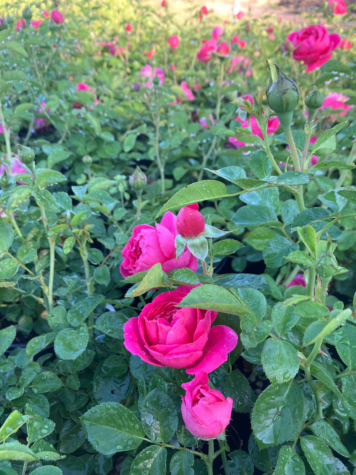 PowerPuff Pink® Rose