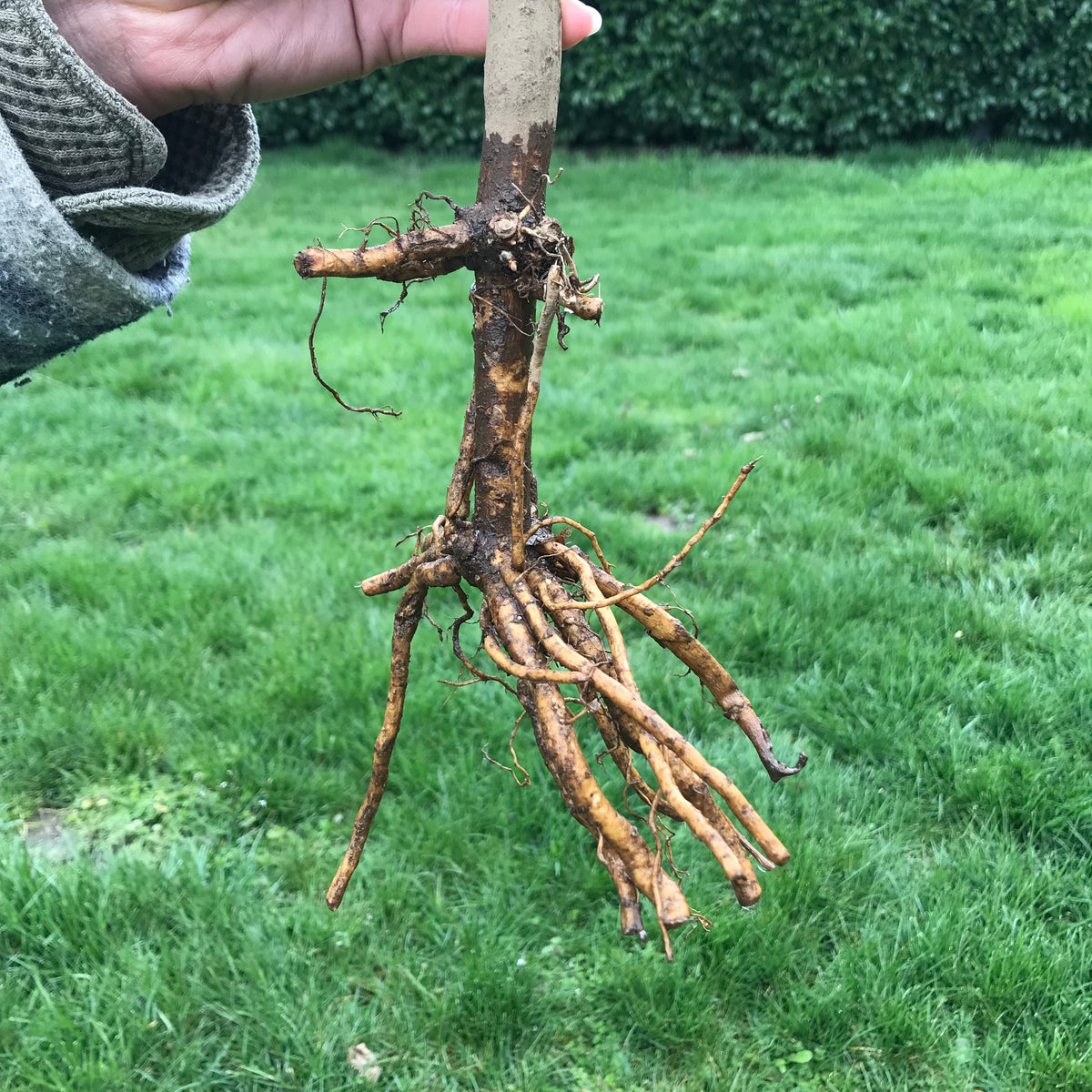 York Elderberry (Bare Root)