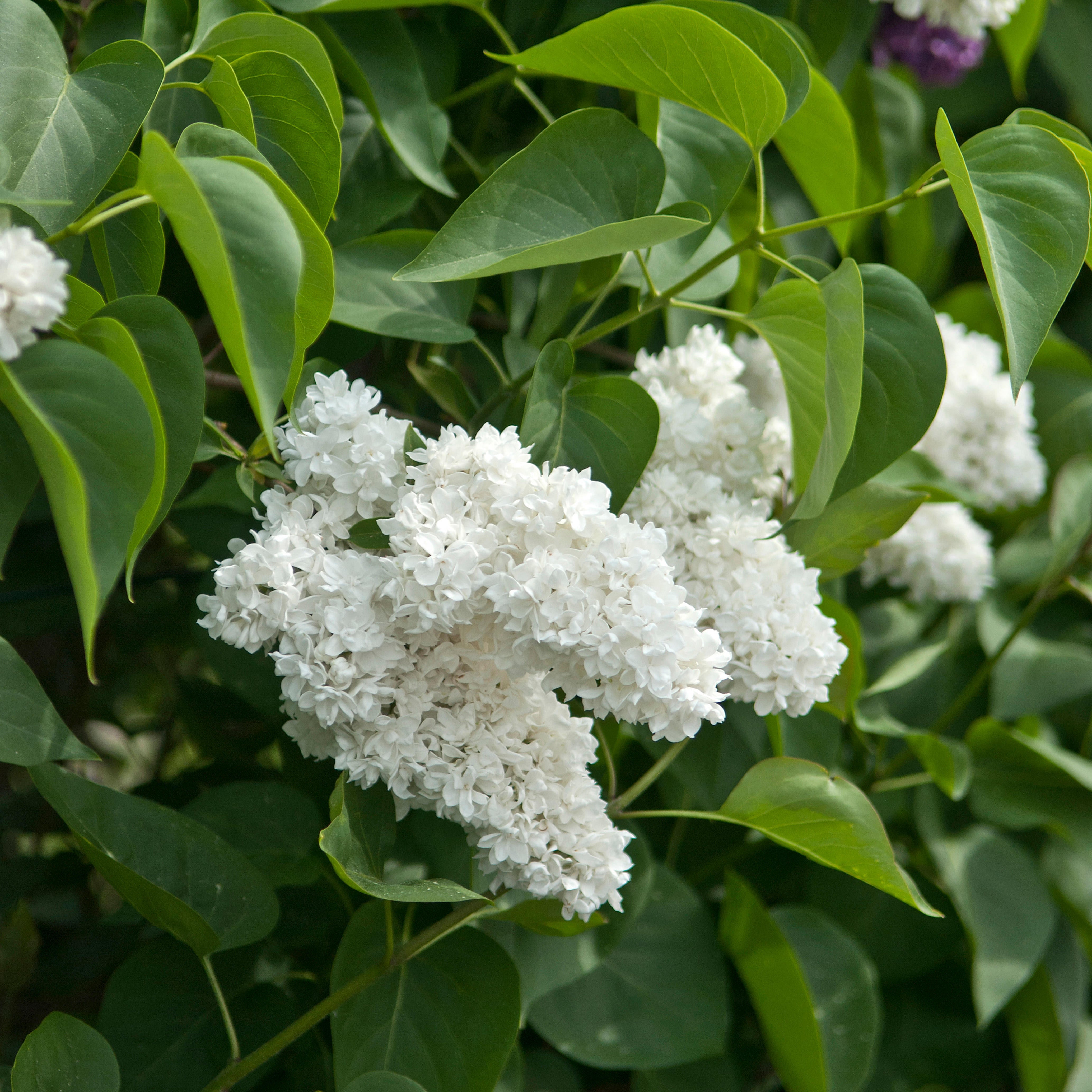 Madame Lemoine French Lilac