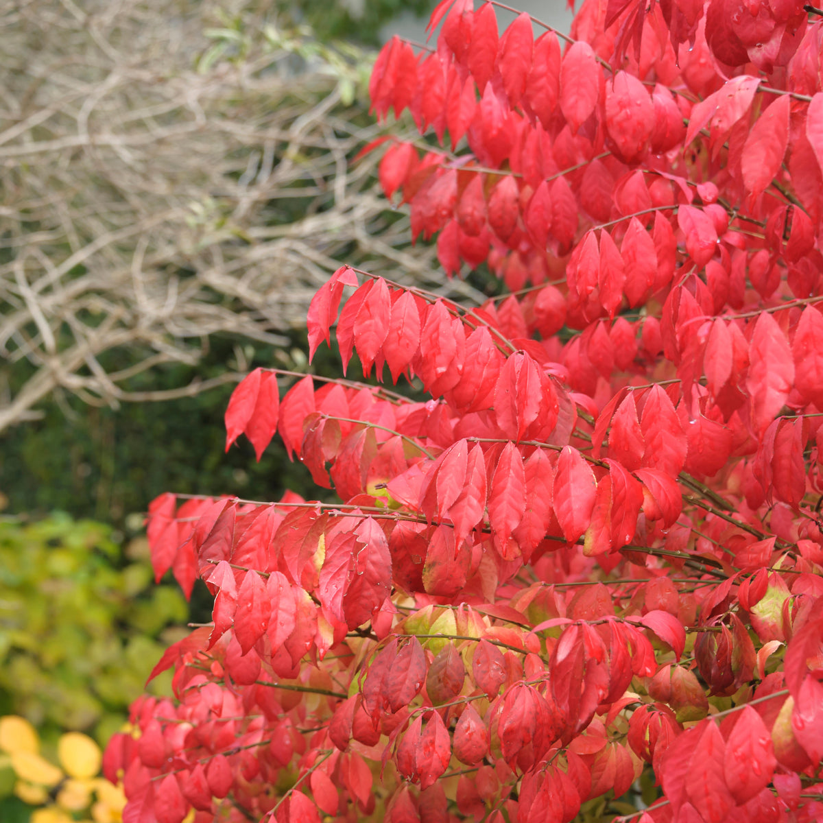 Dwarf Burning Bush