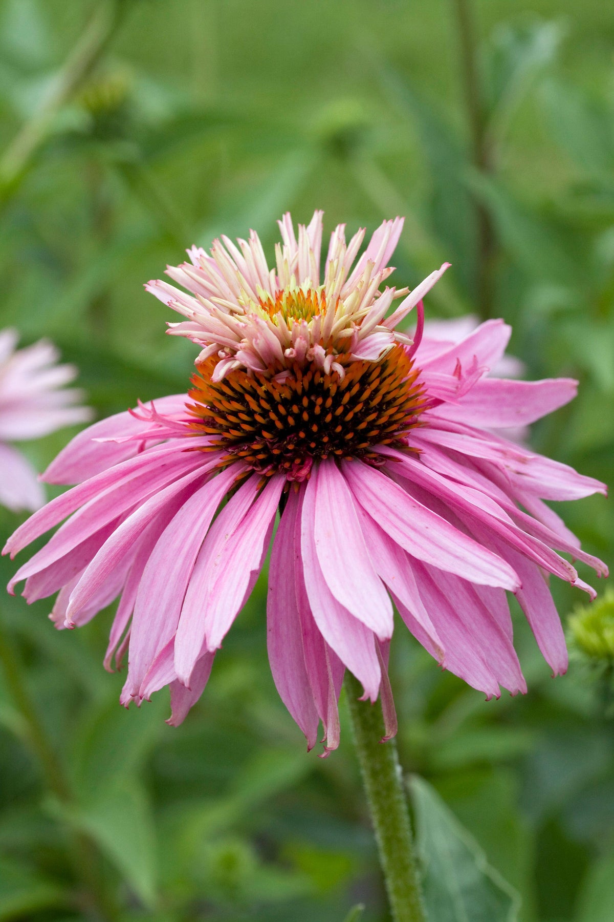 Echinacea &#39;Prairie Splendor&#39;