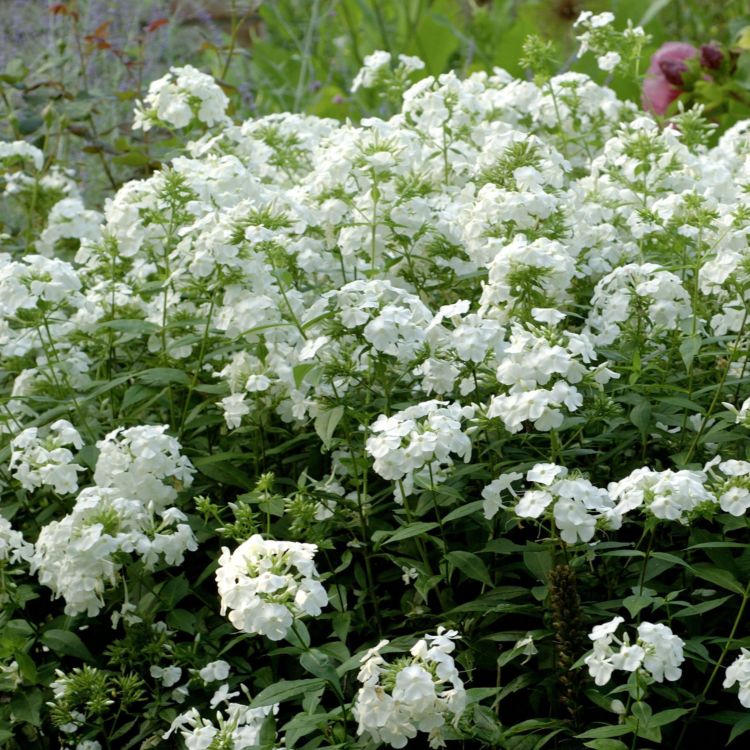David Garden Phlox