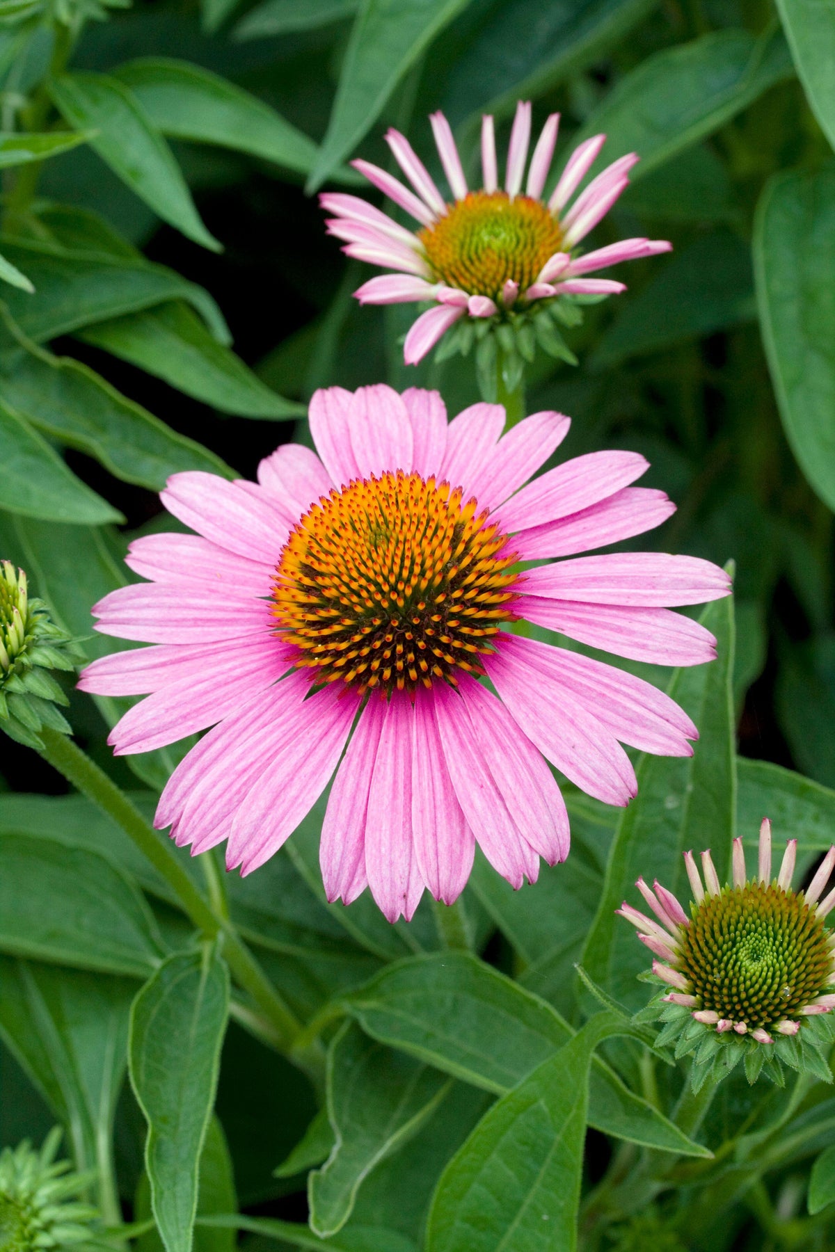 Echinacea &#39;Prairie Splendor&#39;