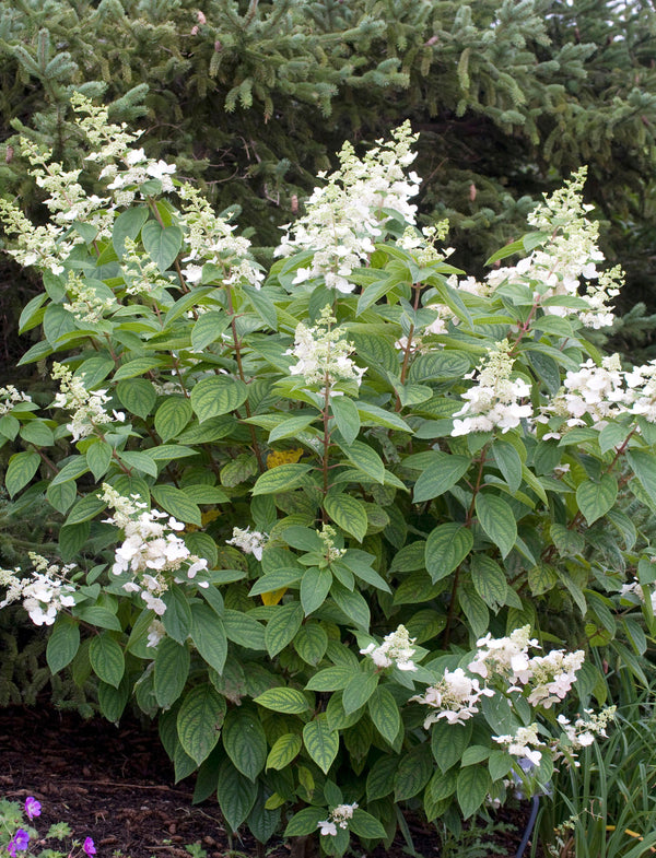 Brussels Lace Hydrangea - The Greenhouse