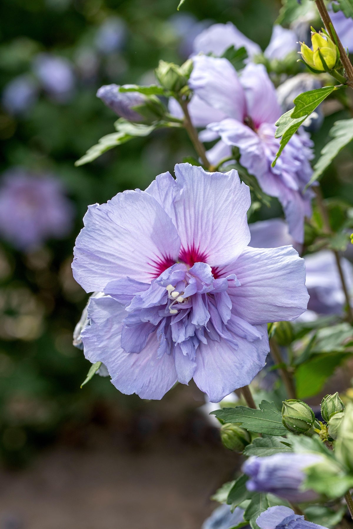 Blue Chiffon® Rose of Sharon