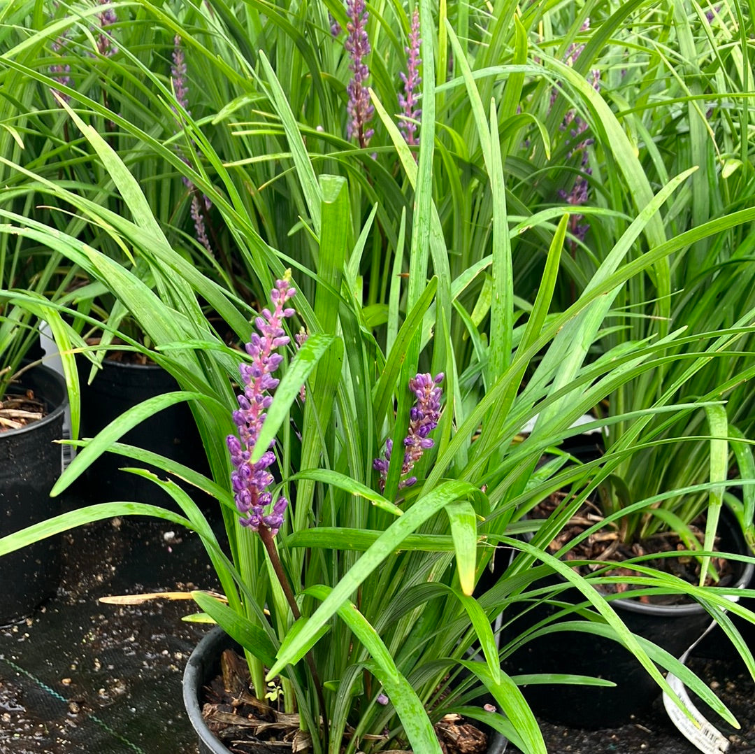 Liriope ‘Super Blue’