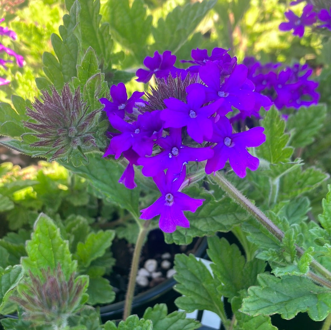 Verbena &#39;Homestead Purple&#39;