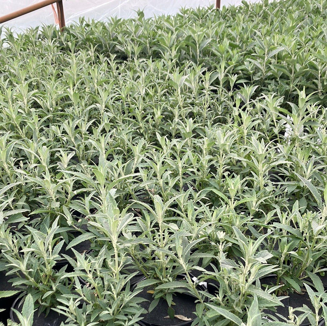 Butterfly Bush &#39;Buzz™ Sky Blue&#39;