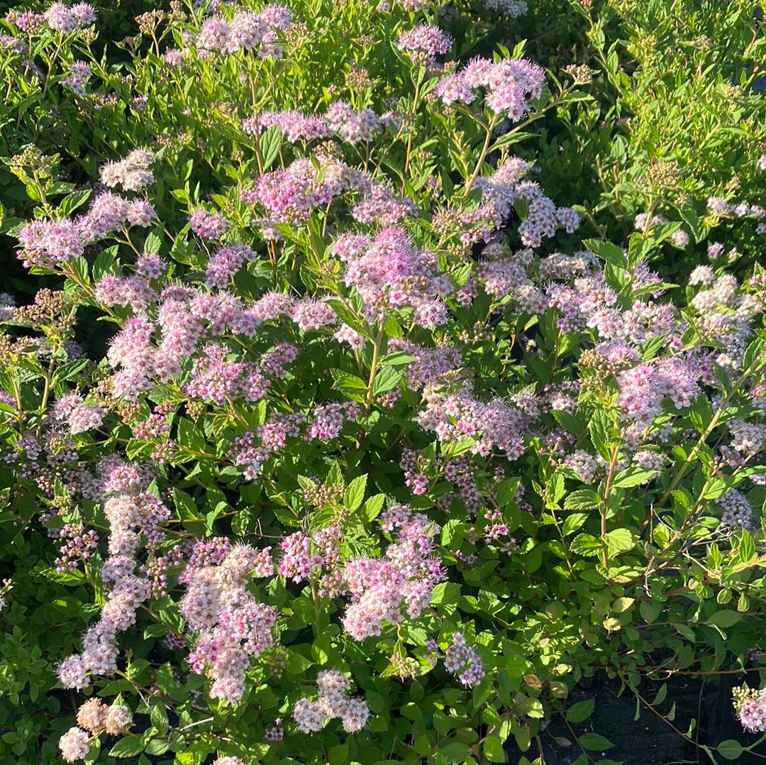 Spirea &#39;Little Princess&#39;
