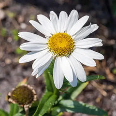 2FNNRJE_400x_e1de1ed8-40f4-