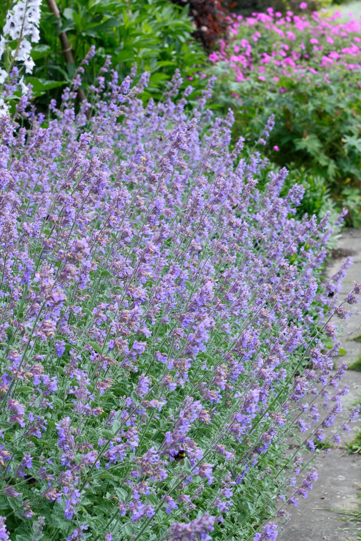 Nepeta &#39;Walker&#39;s Low&#39; Catmint