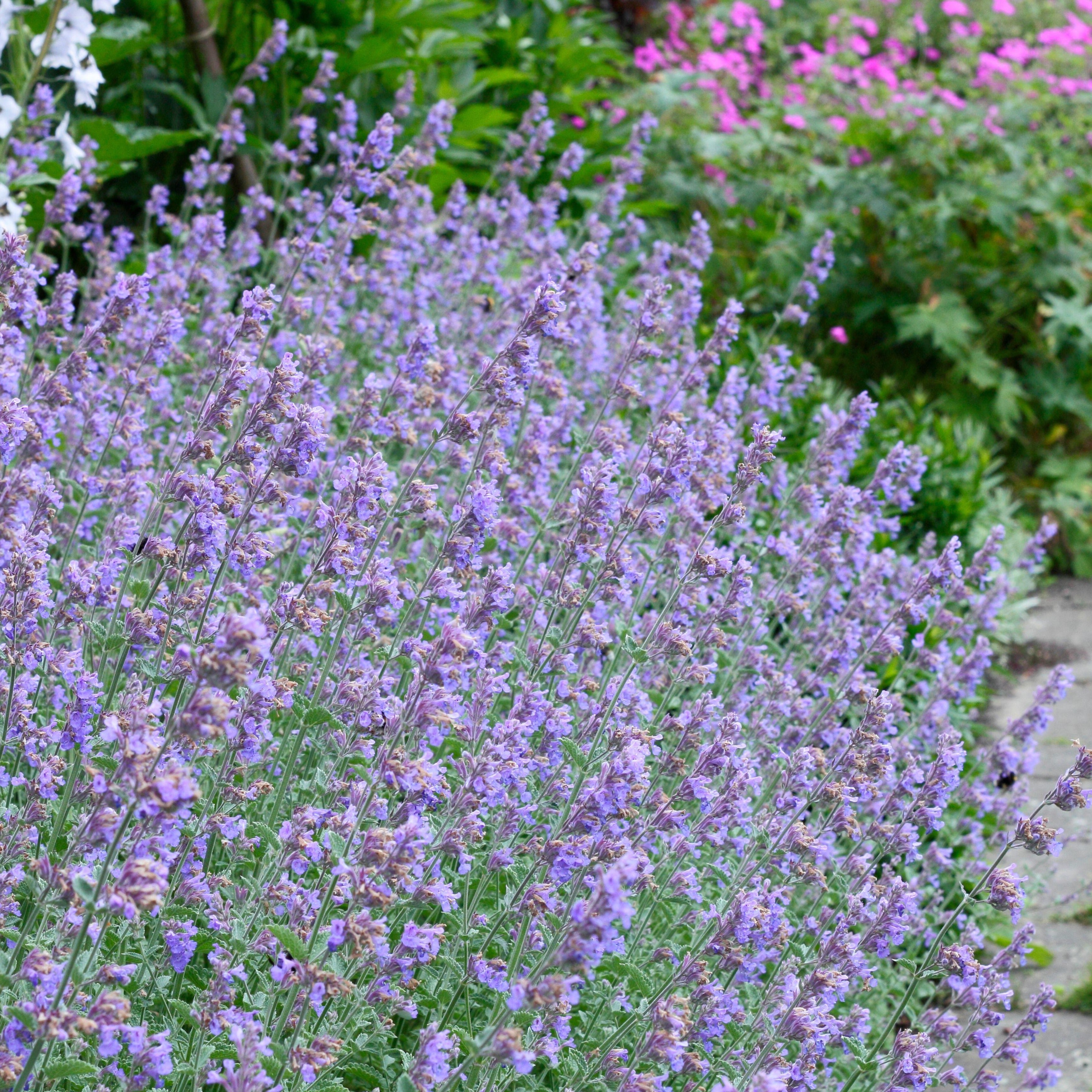 Nepeta Walker s Low Catmint The Greenhouse nepeta-walker-s-low-catmint-the-greenhouse