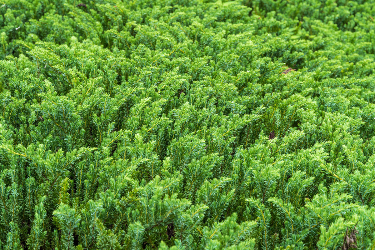 Blue Pacific Shore Juniper
