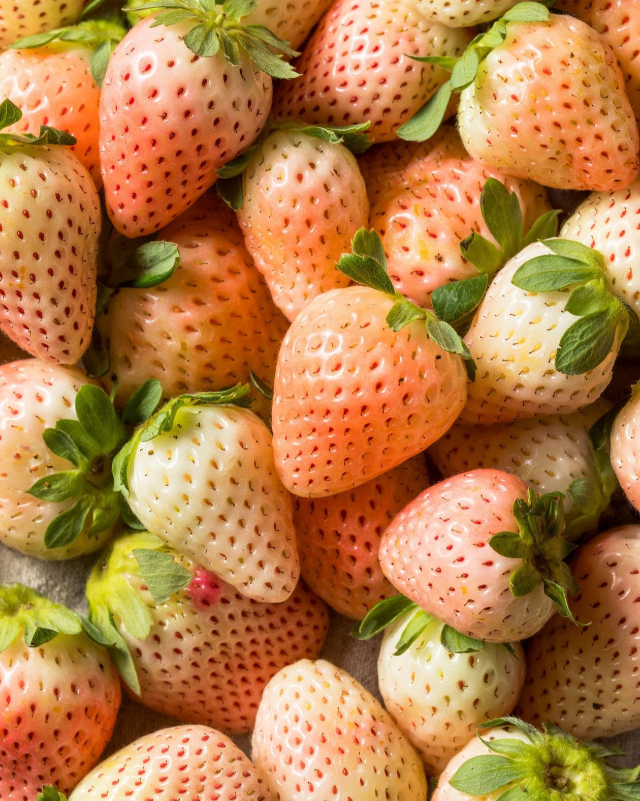 Flamingo Strawberry