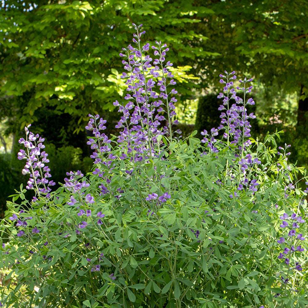 Blue False Indigo (Baptisia australis)